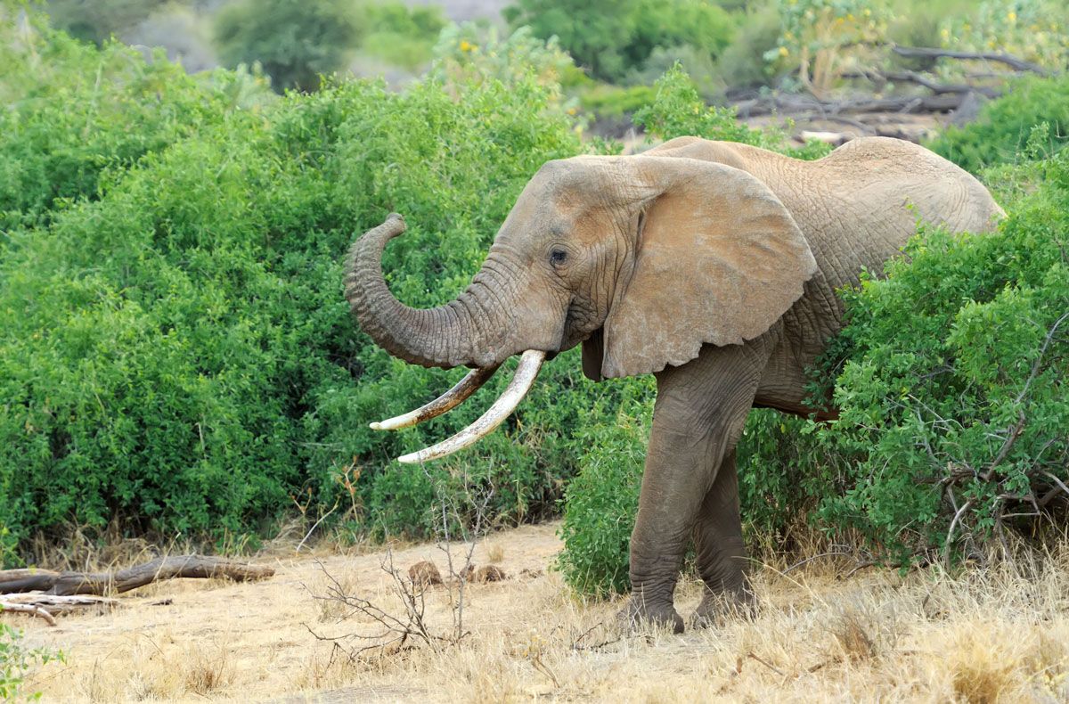 Boka Badstufolk er skrevet Knut Lerhol og Hallgrim Børhus Rogn.